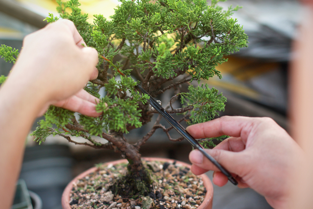 Bonsai – asiatisches Flair für jeden Raum